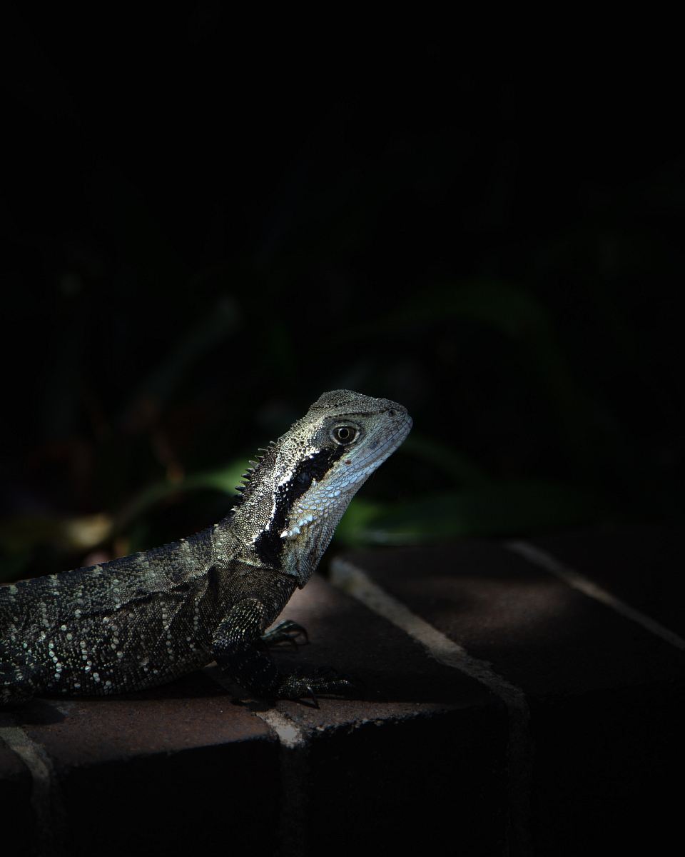 black reptile
