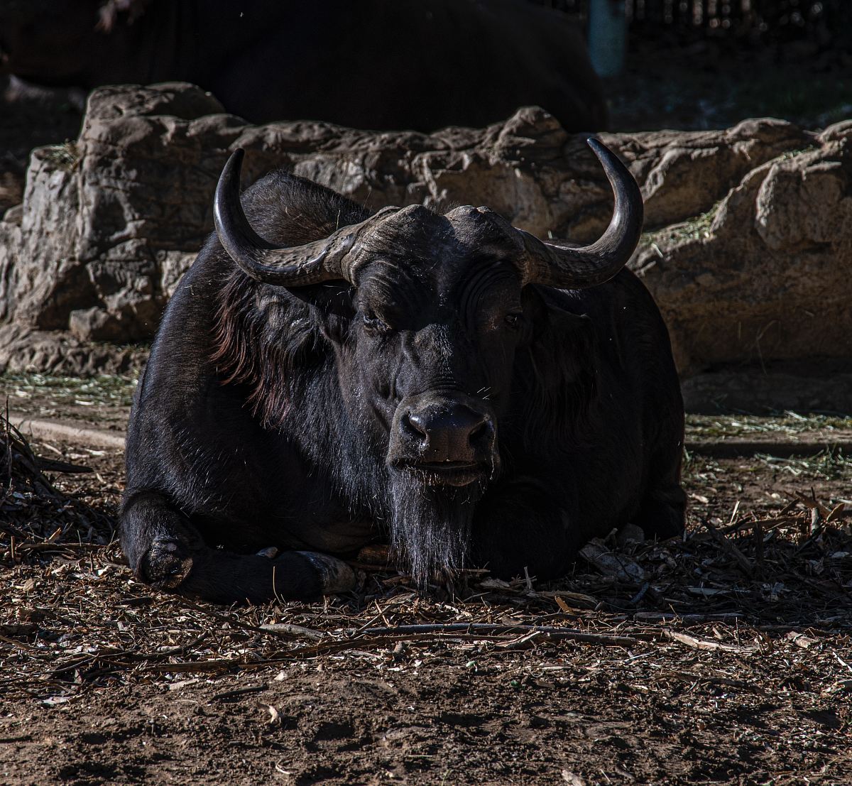 black water buffalo