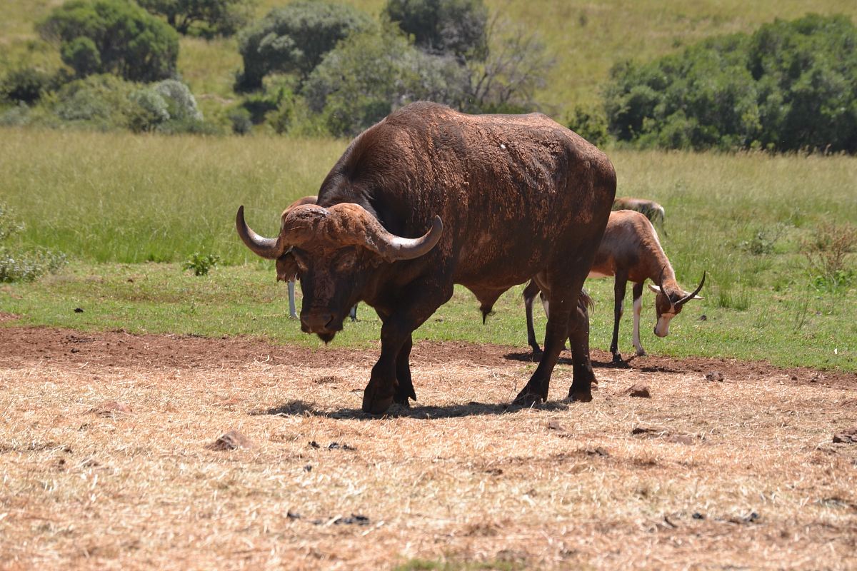 black water buffalo grazing on filed near deer
