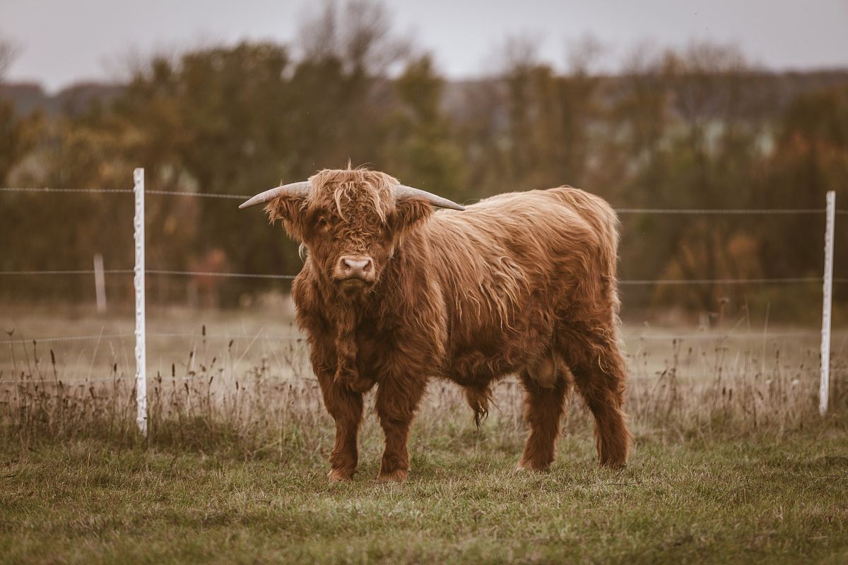brown 4-legged animal standing near wire fence
