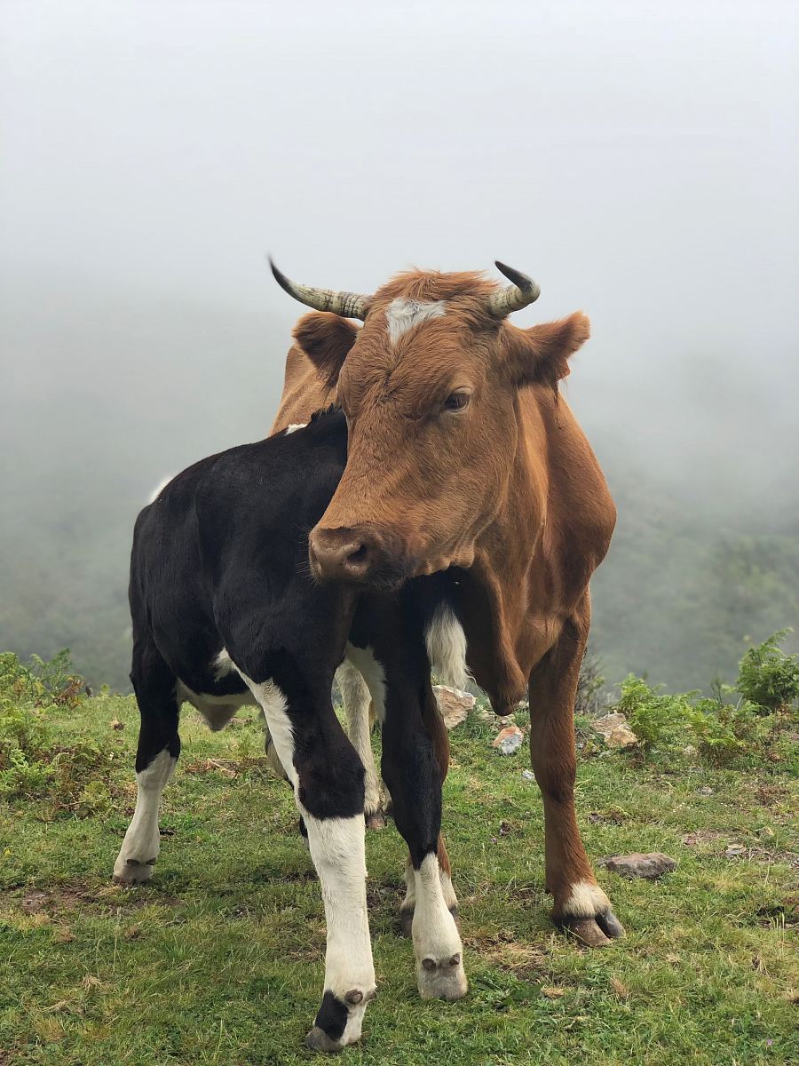 brown and black cattle