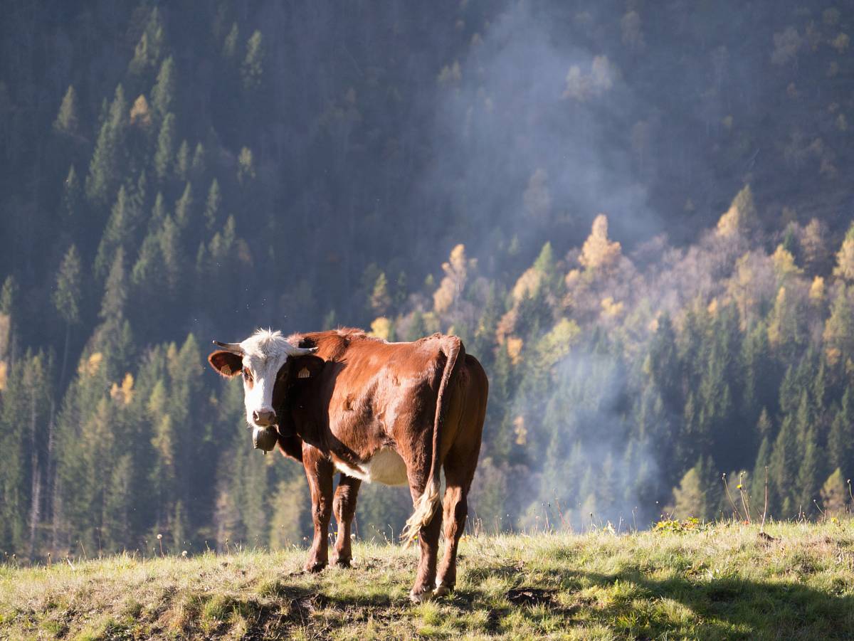 brown and white cattle