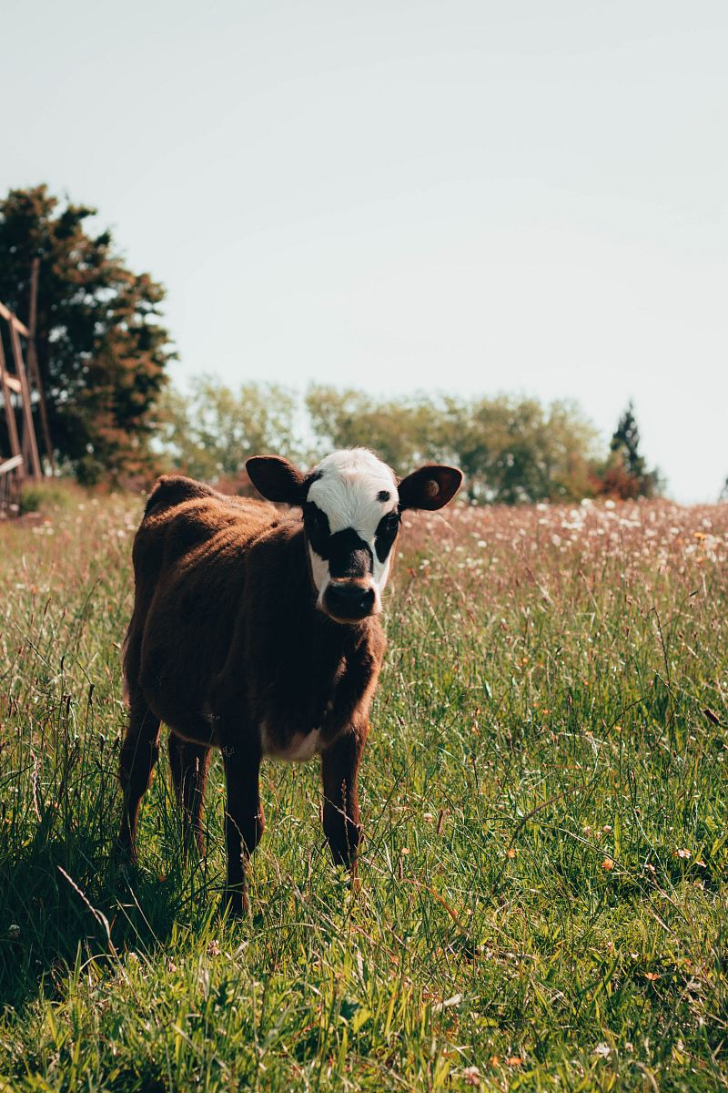 brown and white cattle on green grass during daytime