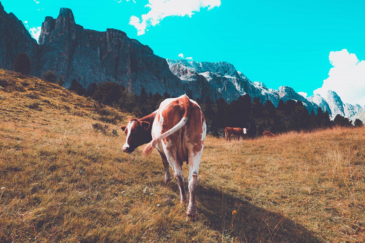 brown and white cattle on pasture during daytime