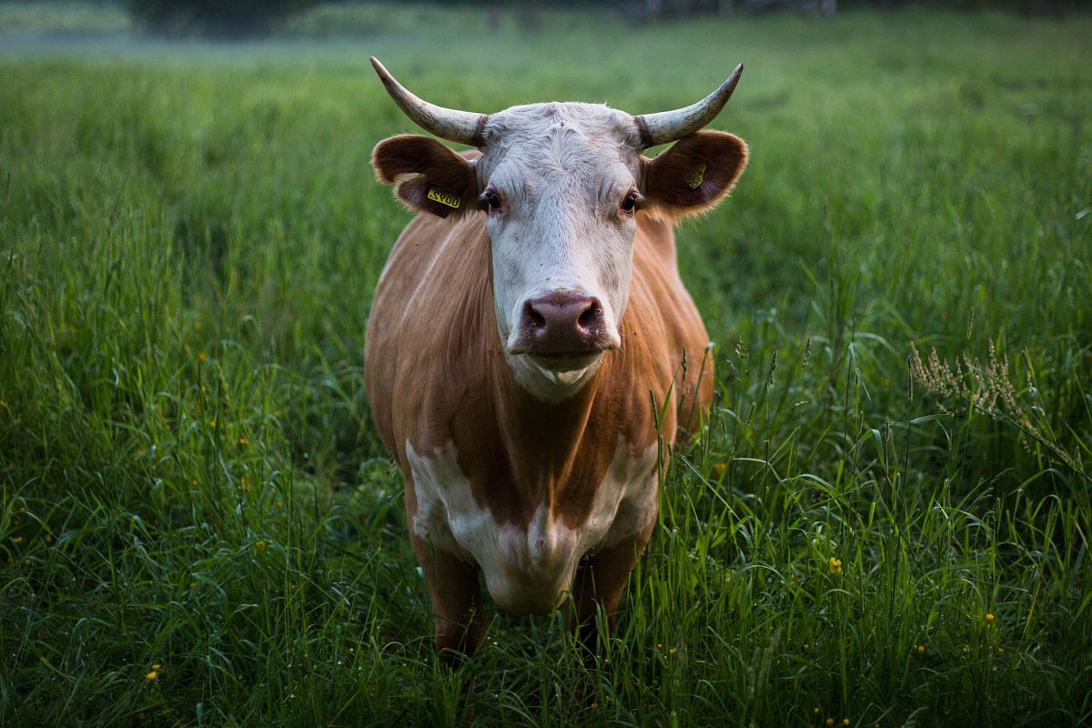 brown and white cattle standing at open field