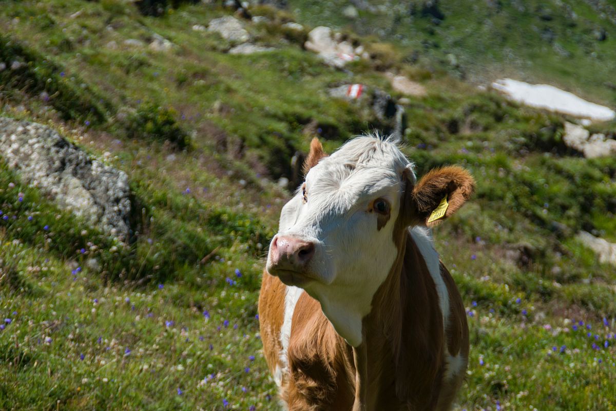 brown and white cow