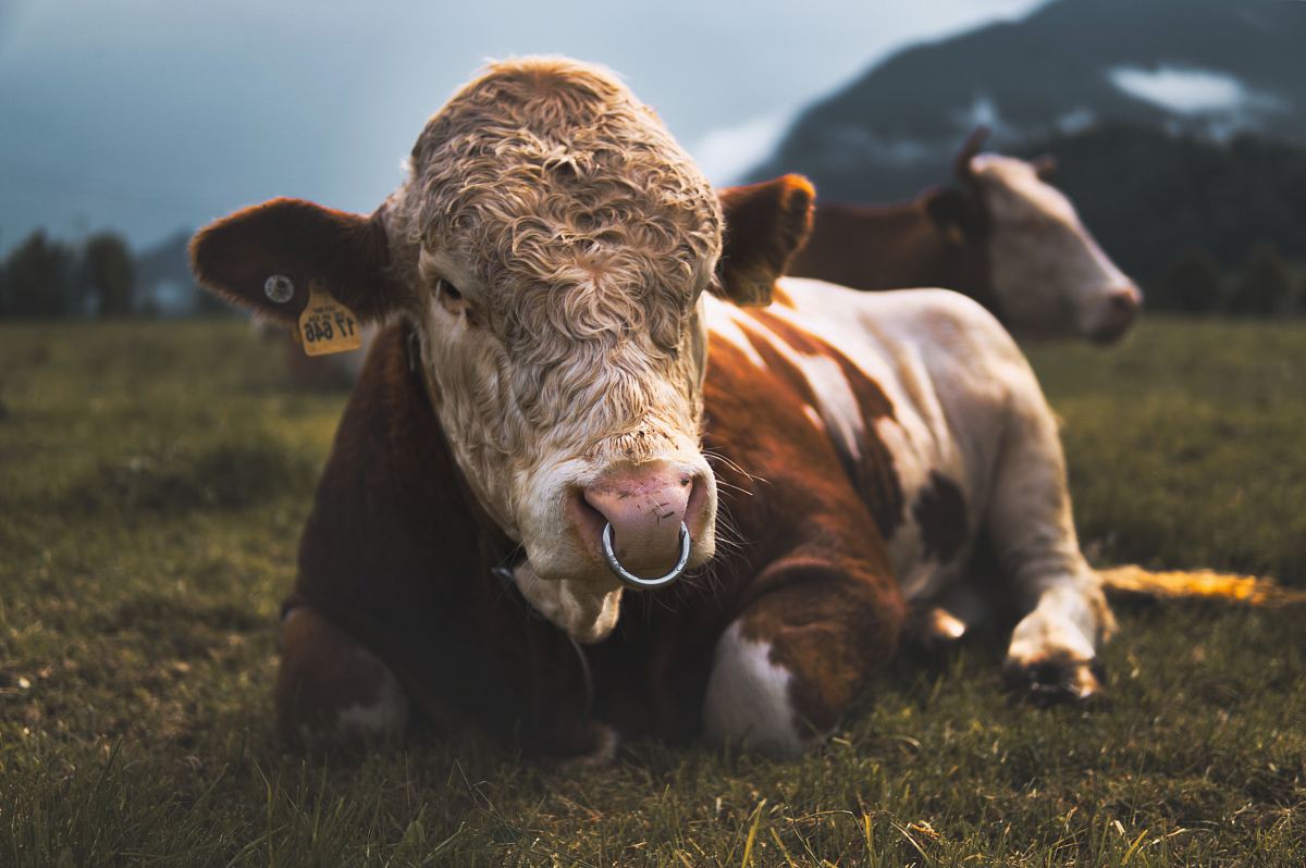 brown and white cow lying on grass