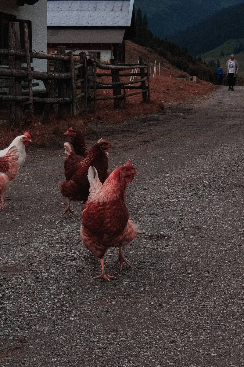brown and white hen
