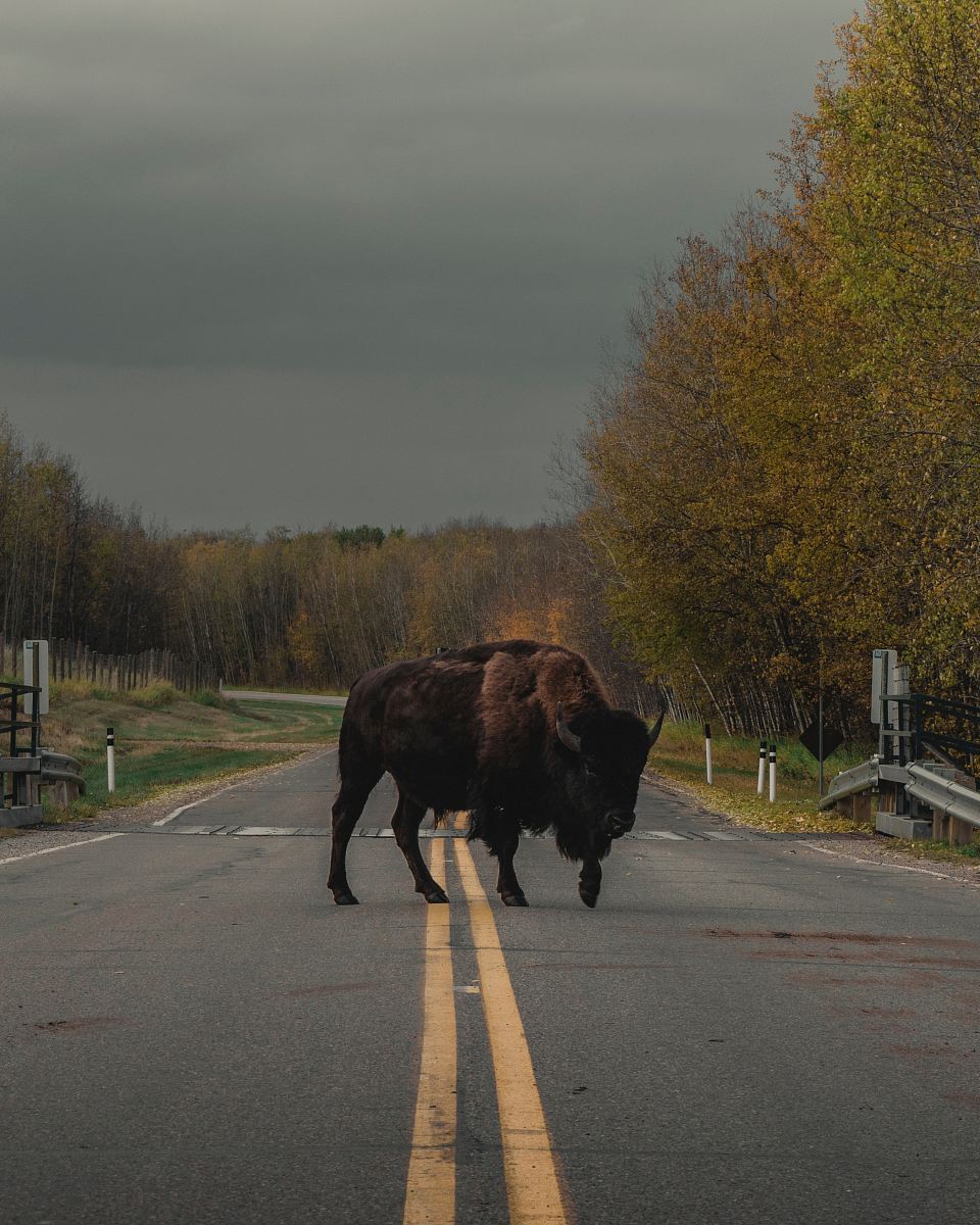 brown animal on road
