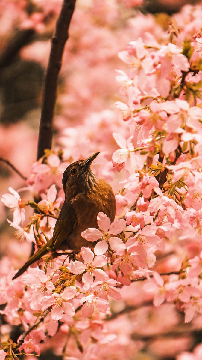 brown bird fetched on tree branch