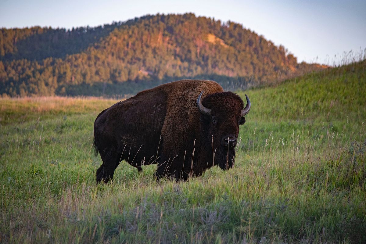 brown bison