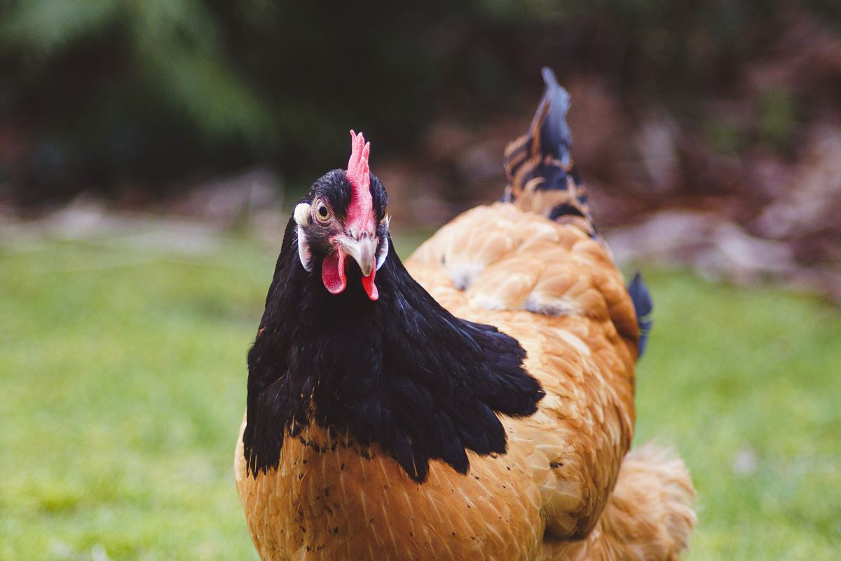 brown black hen on green grass field