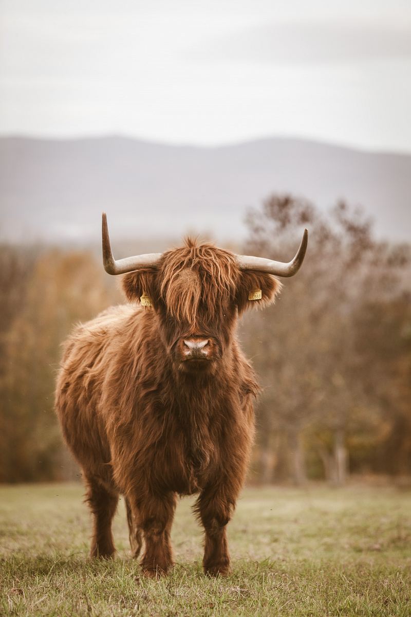 brown bull