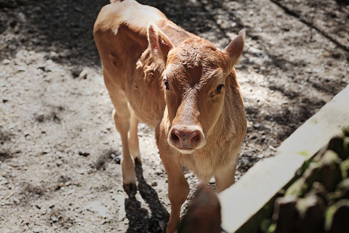 brown cattle calf
