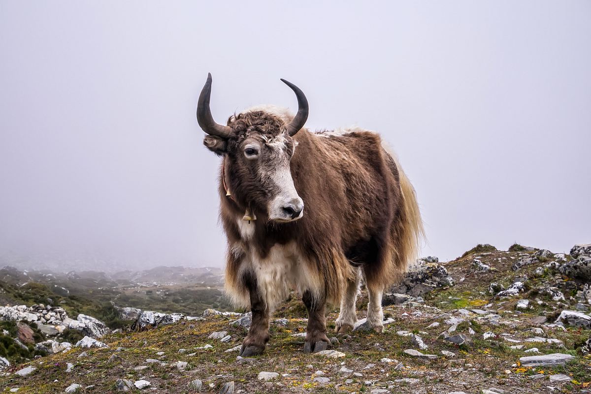 brown cattle