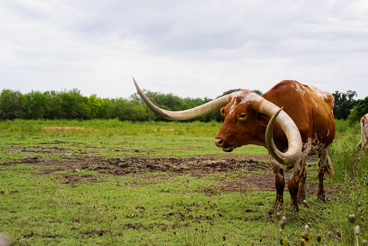 brown cattle