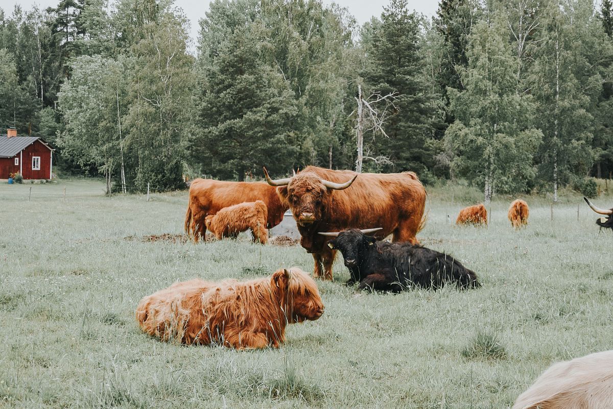 brown cattle during daytime