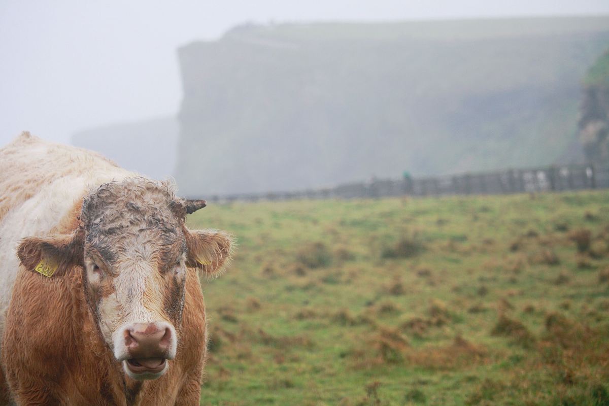 brown cattle in green gass