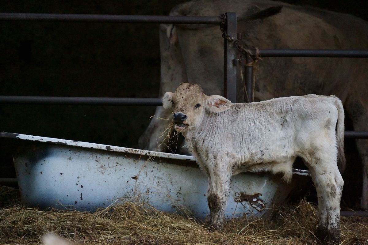 brown cattle near white bathtub