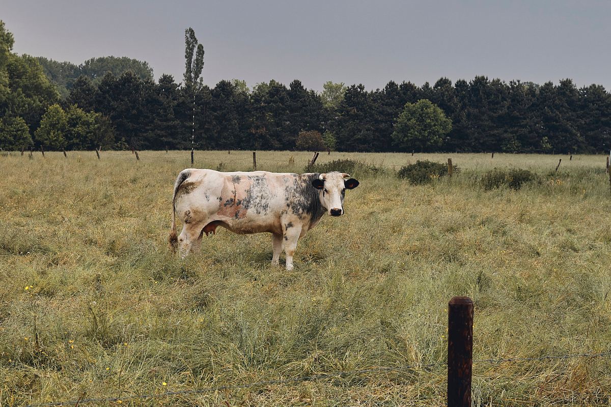brown cattle on field