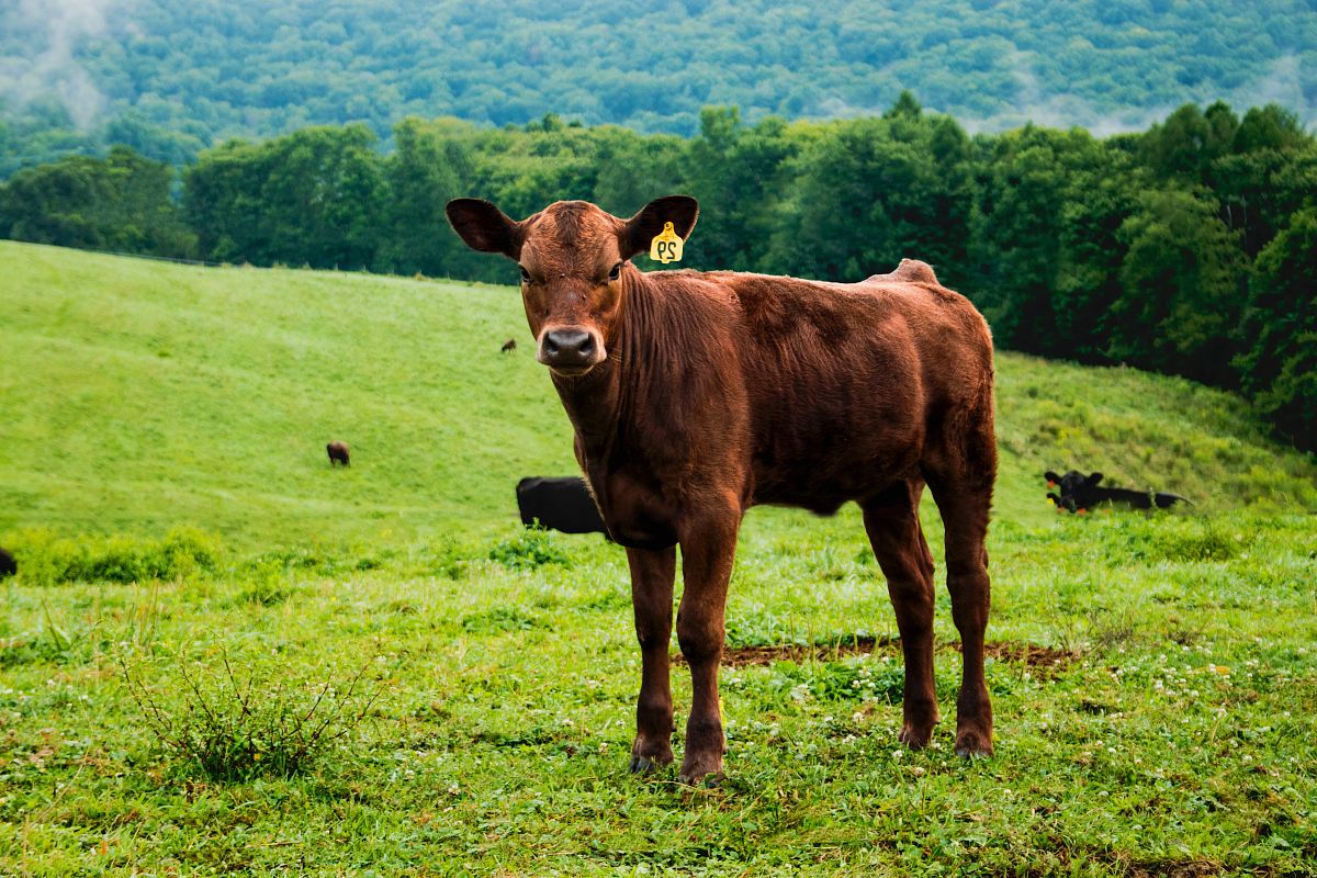 brown cattle on green field