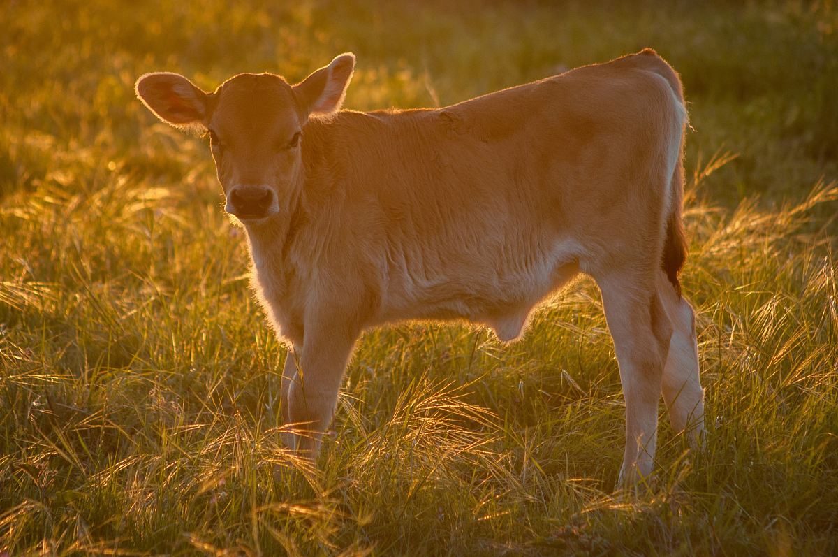 brown cattle on green grass at daytime