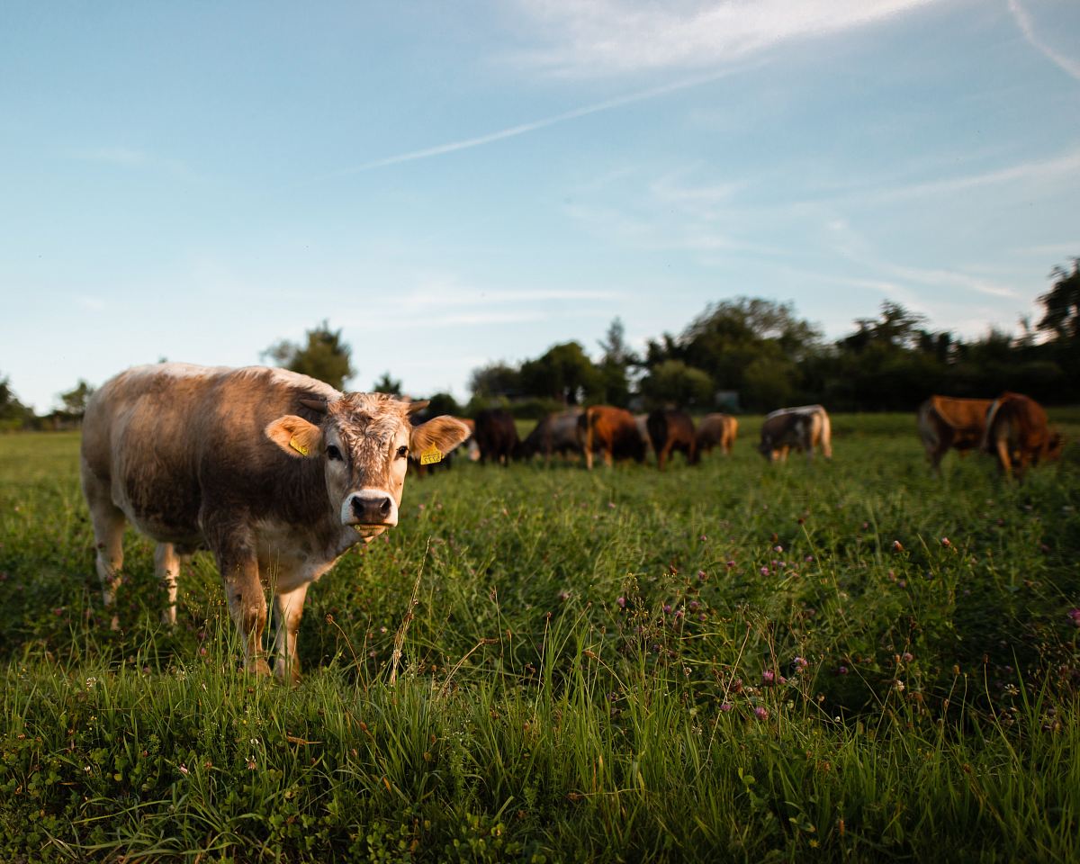 brown cattle on green grass