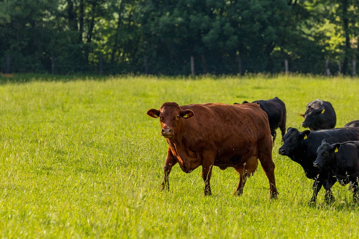brown cattle standing in front of black cattle