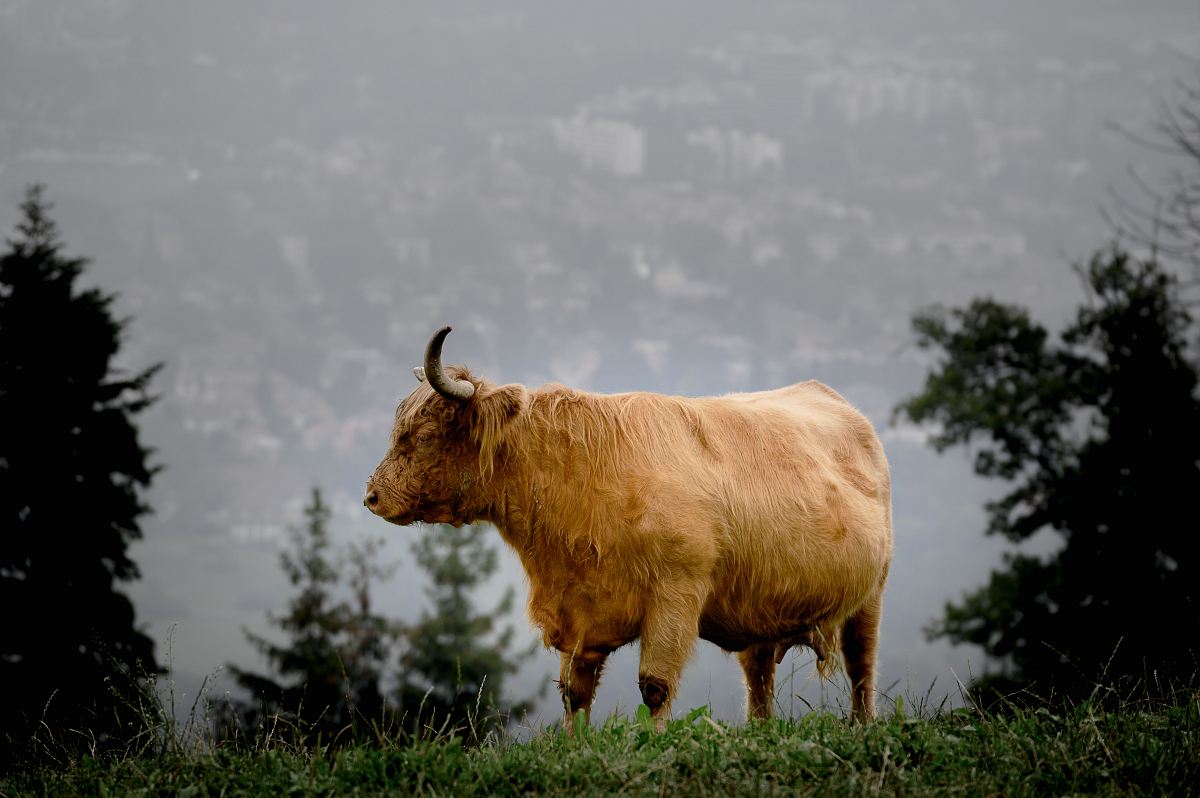 Brown Cattle Standing On Green Grass Field Image Free Photo