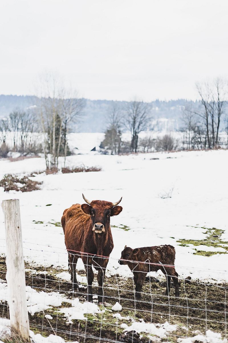 brown cattle with calf