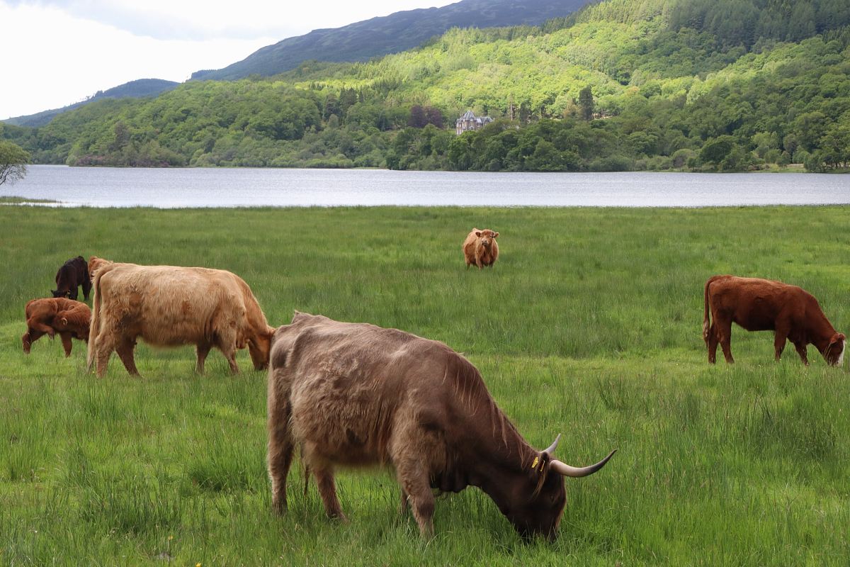 brown cattles on grass