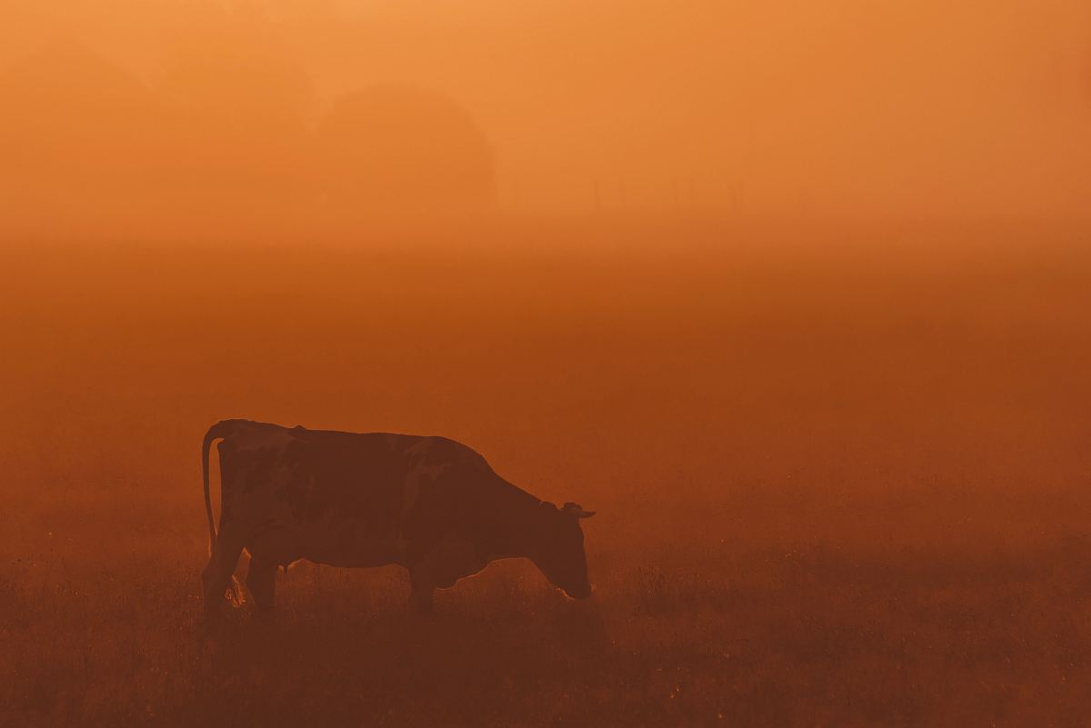 brown cow