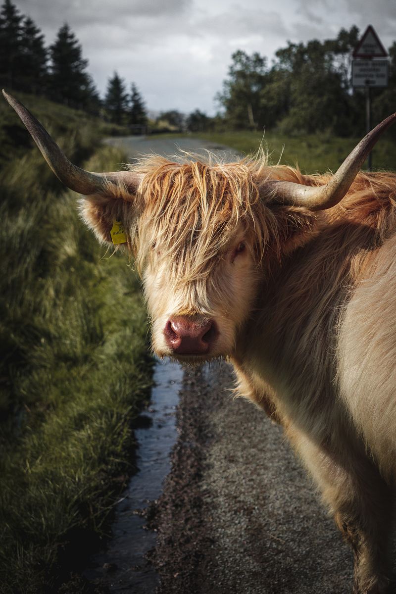 brown cow