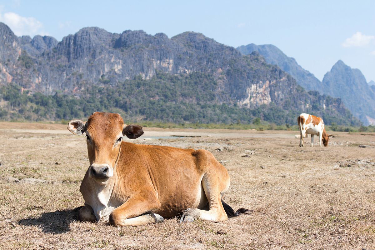 brown cow lying on ground
