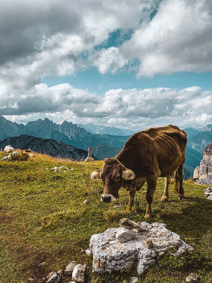 brown cow on grass on hill