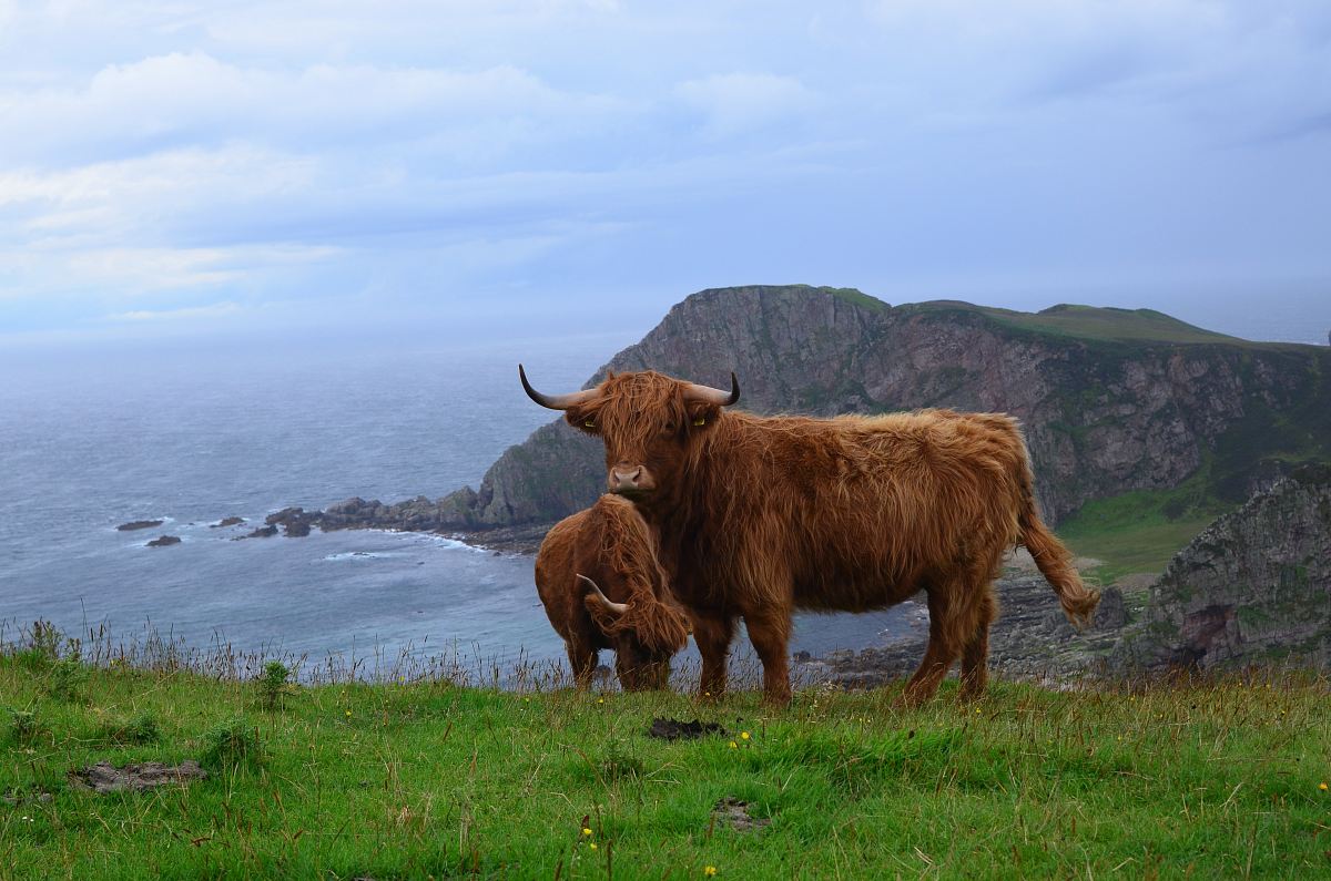 brown cow with calf standing on green grass