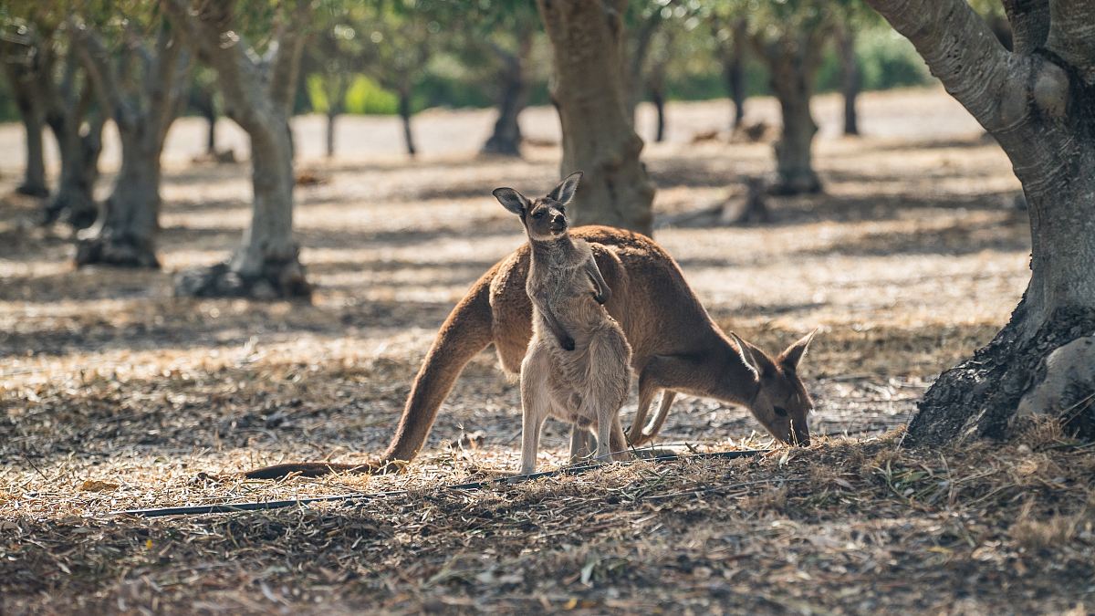 brown deer beside tree