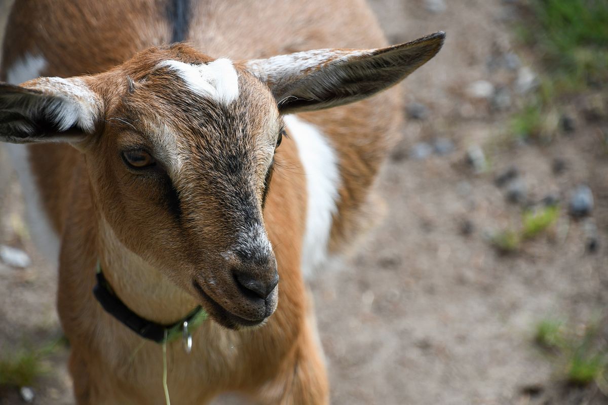 brown goat