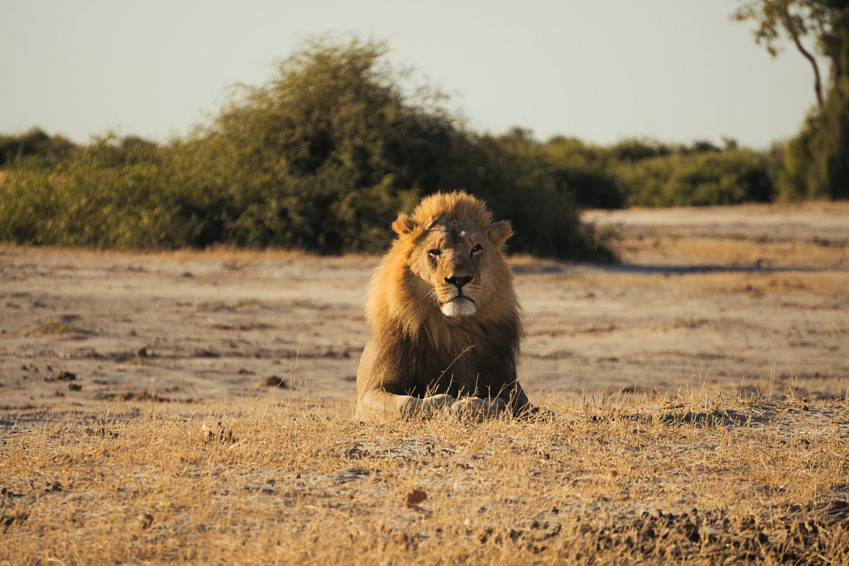 brown lion sitting on ground during daytime