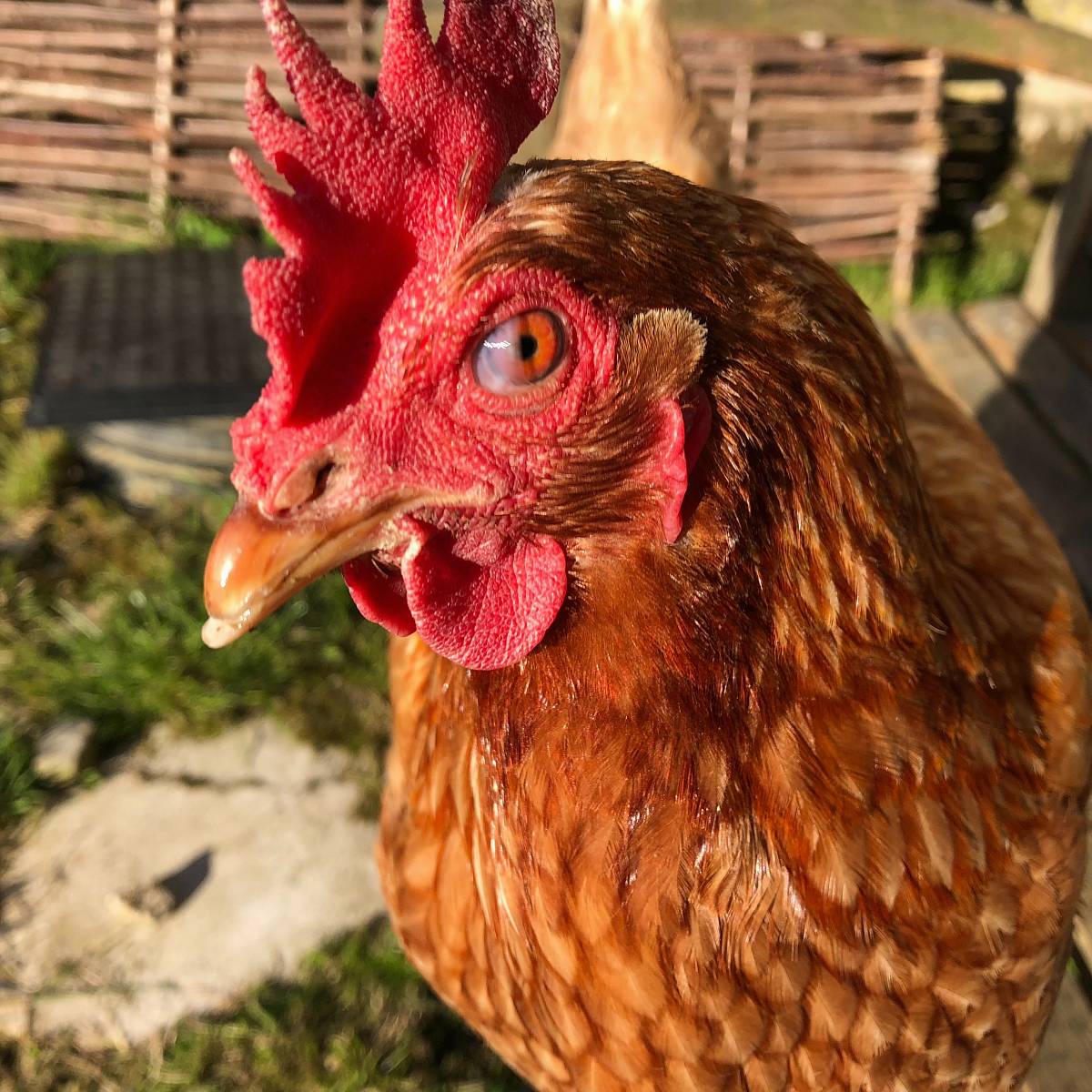brown rooster