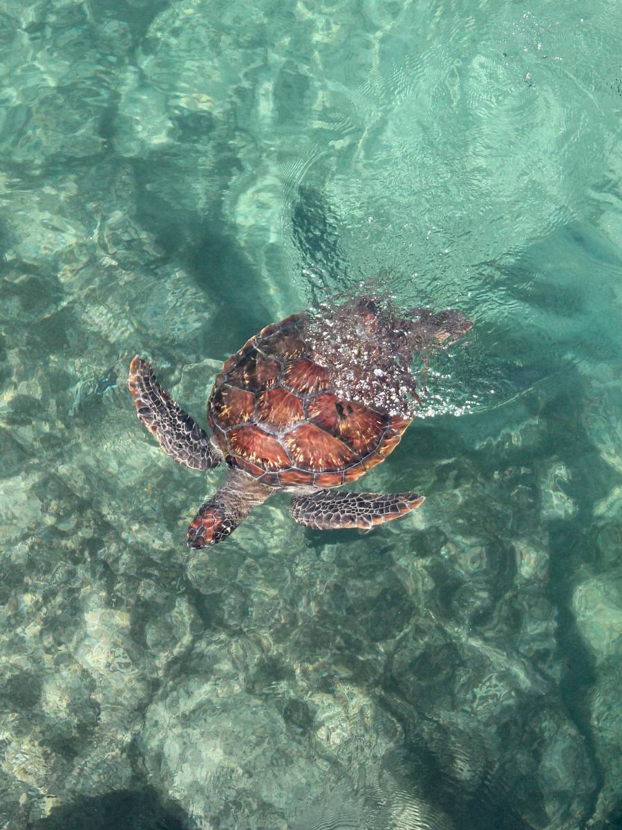 brown turtle in water