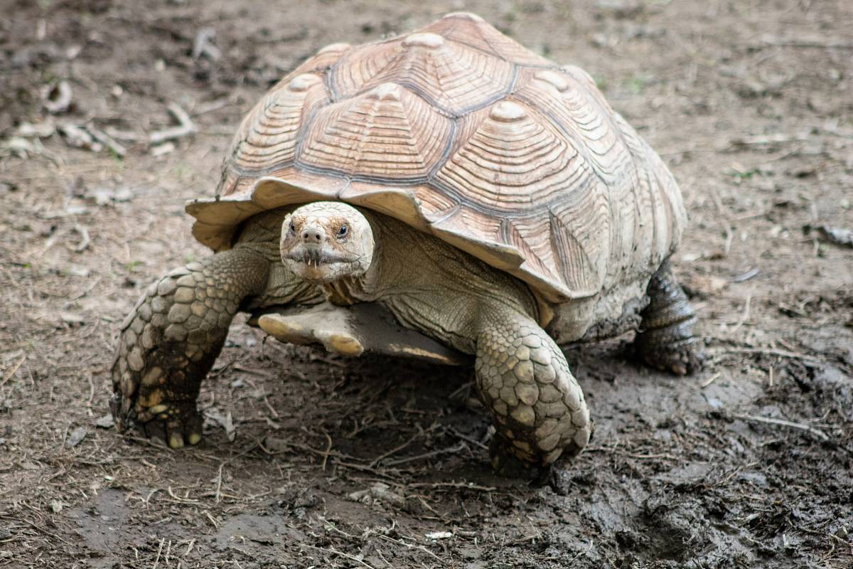 Brown Turtle Image Free Photo