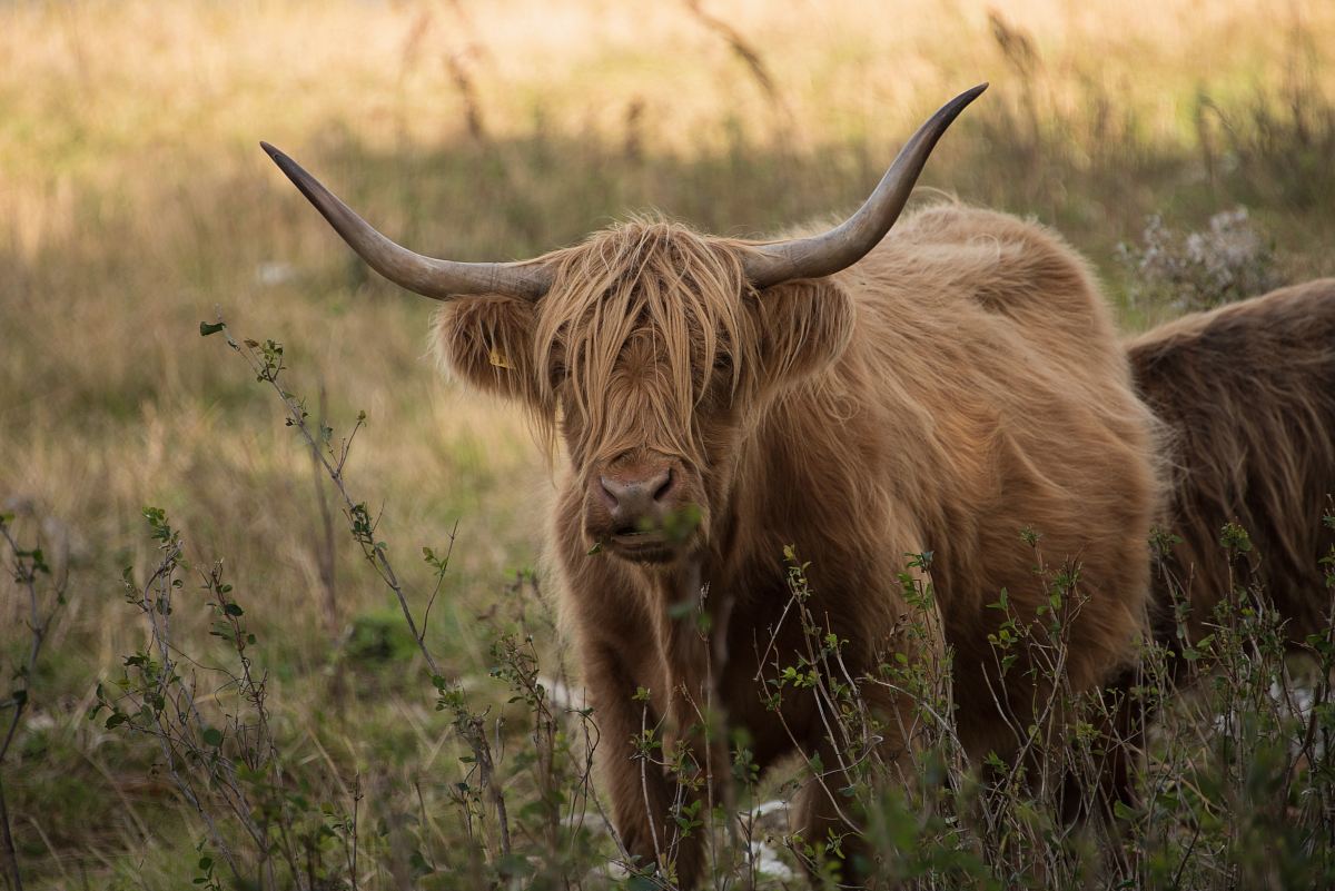 Brown Yak On Green Field During Daytime Image - Free Stock Photo