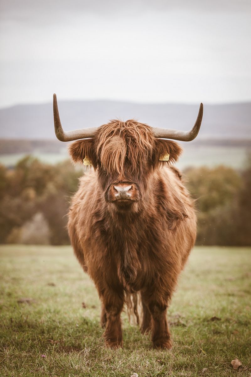 brown yak photo during daytime