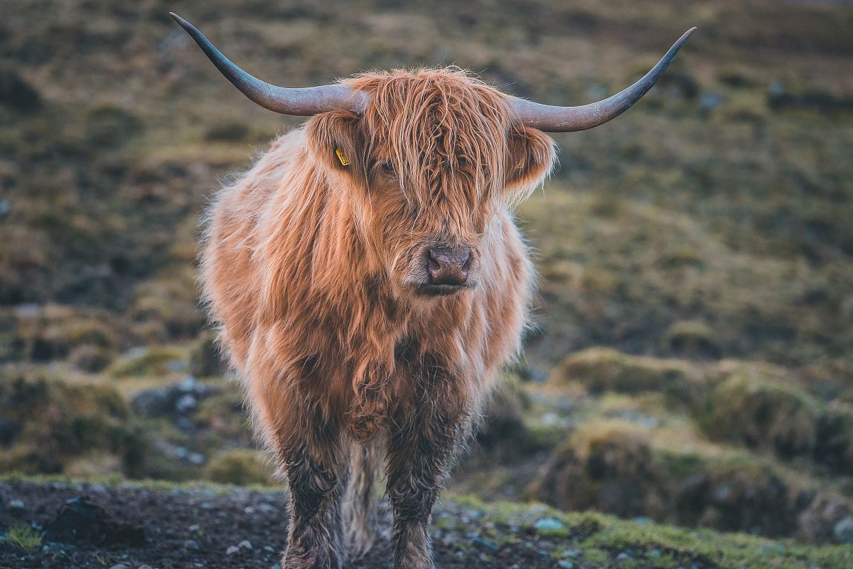 brown yak photograph