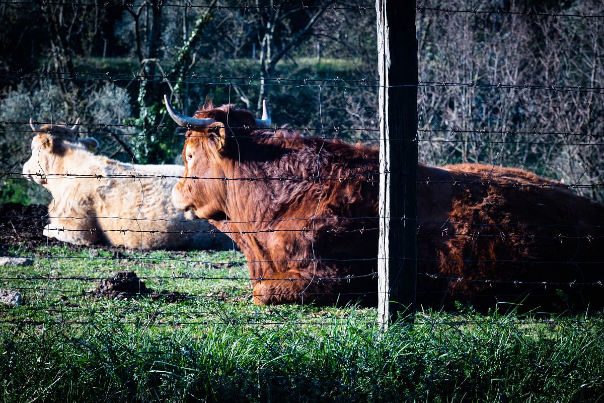 buffalo lying on grass