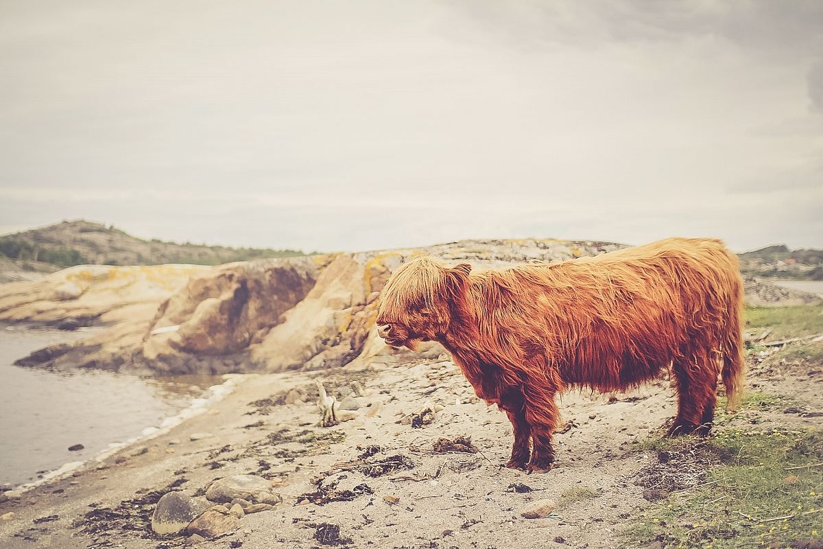 calf near body of water under calm sky