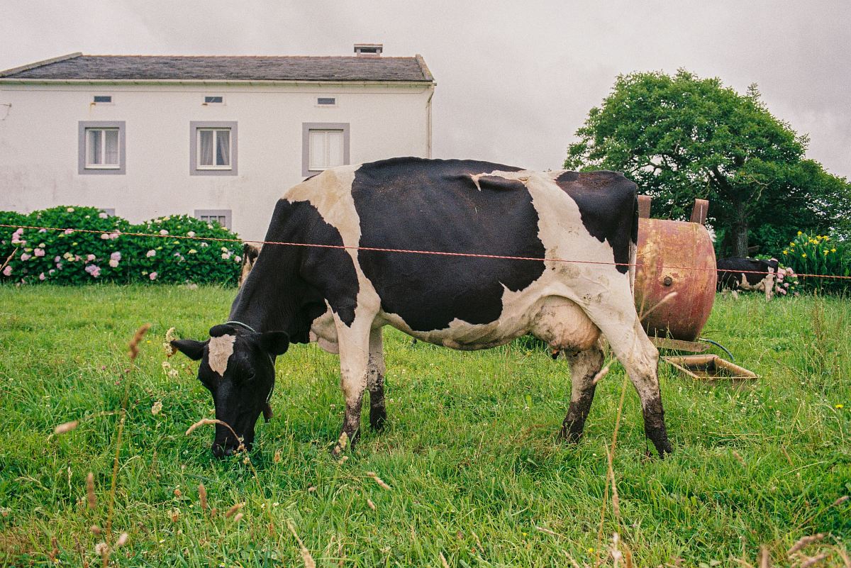 cattle eating grass in front of house
