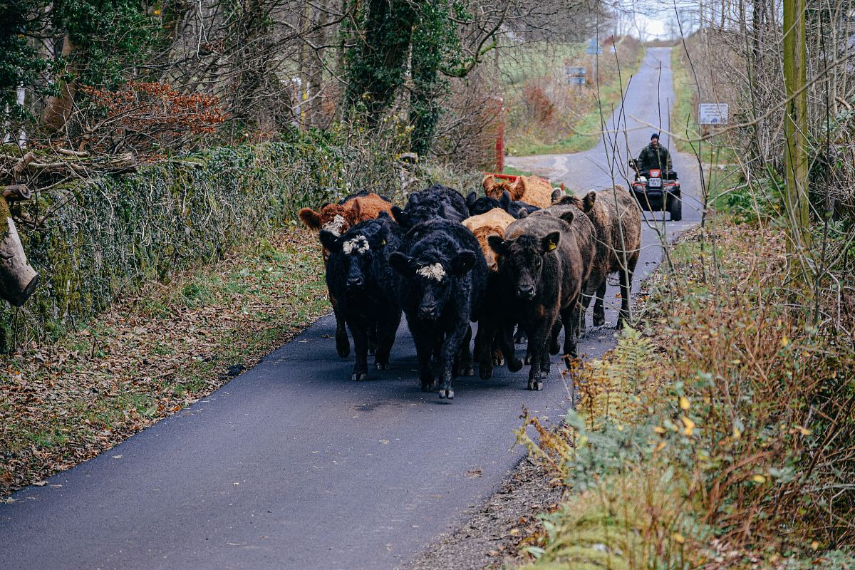 cattle walking on road at daytime