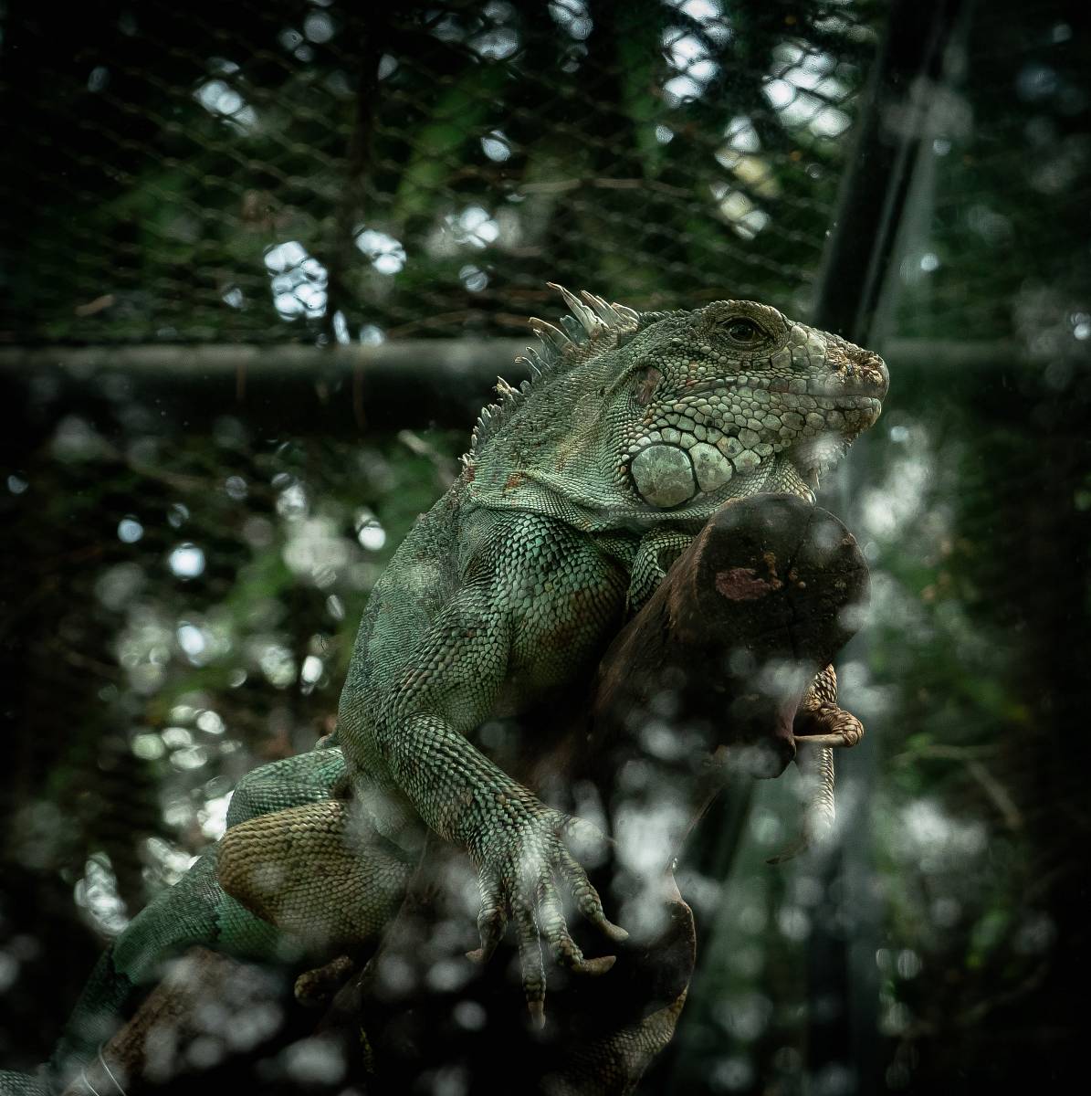 chameleon on log